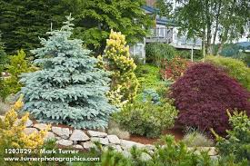 1203829 Dwarf Blue Spruce Pine W Green Gold Needles Japanese Maple Picea Pungens Cv Pinus Cv Sloped Garden Front Yard Garden Design Lawn And Landscape