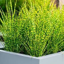 Tigergras Gold Bar Xl Qualitat Online Kaufen Bei Gartner Potschke Gras Palmen Pflanzen Und Gartenprodukte