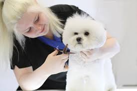 Pet groomers near me usa all pets animal hospital canine corner mobile pet grooming joliet il splash doggie keke's cuties pet grooming pet grooming near me, dog grooming, Dog Grooming Courses In London Delights Grooming Courses