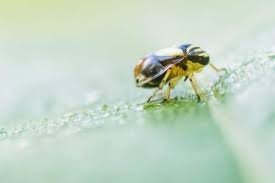 This will stunt plant growth, leaving the grass or plants weakened and vulnerable to other environmental stressors. 7 Tips On How To Get Rid Of Spittlebugs Organically Naturally On Plants Garden Ambition