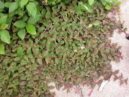 Image result for Persicaria nepalensis