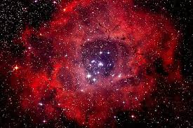 Image result for Searsia nebulosa