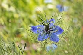 A rare but stylish name for girls, acacia is an attractive botanical name which means thorny. 12 Types Of Garden Plants With Blue Flowers
