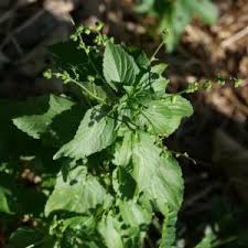 Image result for Micrococca mercurialis