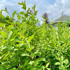 Image result for Syringa prestoniae