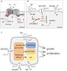 Frontiers | Another Consequence of the Warburg Effect? Metabolic Regulation  of Na+/H+ Exchangers May Link Aerobic Glycolysis to Cell Growth