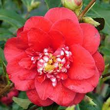 Camellia Japonica Nick Carter New Zealand 1989 Camellia Flowers Nick Carter