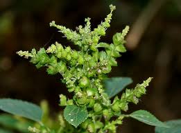 Image result for Acalypha fruticosa