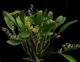 Image result for Cyrtorchis praetermissa