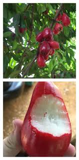 Manzana De Agua Fruit In Costa Rica It Has A Mild Taste And A Softer Consistency Than Most Apples Costa Rican Food Costa Rica Fruit