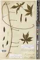 Image result for Merremia kentrocaulos