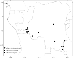 Image result for Xenostegia pinnata