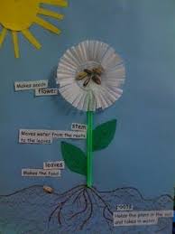 A First Grade Blog 3d Flower Diagrams Plant Science Kindergarten Science Preschool Science