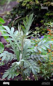 Image result for Bocconia