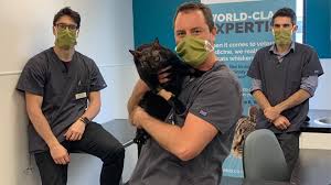 Four fifths of these tumours are unfortunately malignant cancers. Specialist Vets In Essex Give Beloved 16 Year Old Cat New Lease Of Life By Removing Brain Tumour Anglia Itv News