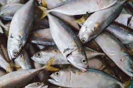 Beberapa jenis ikan guppy lebih sulit diperoleh, yang membuatnya lebih berharga dan dijual dengan harga yang jauh lebih tinggi. 30 Jenis Ikan Hias Air Tawar Dan Laut Yang Terpopuler Di Dunia