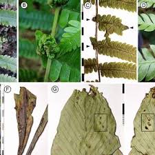 Image result for Menisorus pauciflorus