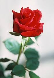 Rose Wiktionary The search algorithm uses an appropriate ranking method that takes various factors into account in. rose wiktionary