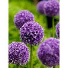 50 Pcs Bag Purple Giant Allium Giganteum Beautiful Flower Seeds Garden Plant Gift Flower Seeds Flowers Bulb Flowers