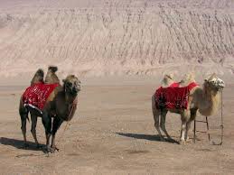 They may very well have one because they're racist. A Pair Of Bactrian Camels In The Turpan Basin In Xinjiang China Turpan Xinjiang Animals