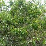 Image result for Pyrostria bibracteata