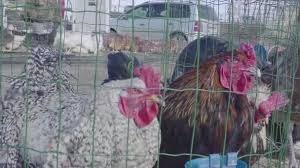 Great savings & free delivery / collection on many items. 74 Cockfighting Stock Videos Royalty Free Cockfighting Footage Depositphotos