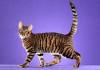 Available toyger KITTENS | BRINDLEWAY Toygers Cattery