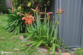 Image result for Hippeastrum sp. cultivars