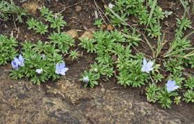 Image result for Craterocapsa