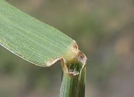 Image result for Enteropogon