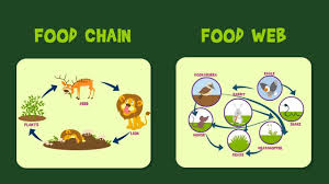 A basic food chain consists of 3 elements: Food Chain Food Web Video For Kids Youtube Simple Food Chain Food Chain Game Food Web