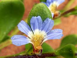 Image result for Scaevola