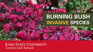 I knew there was a reason i don't cut this big burning bush down! Burning Bush Invasive Species Youtube