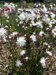Image result for Silene abyssinica