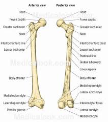 Schema de legs bones diagram diagram showing bones inside human leg ready to jump stock file skeleton of a cat diagram ver 2 svg Leg Bones Diagram Femur Diagram Design Sources Wires Sleep Wires Sleep Paoloemartina It