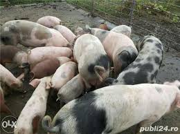 Găsește rapid cele mai bune oferte pentru porci de vanzare calarasi pe oferte360.ro. Purcei De Vanzare Jud Botosani