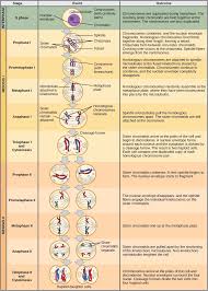 Image result for Meiosperma