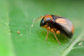 Image result for Heinsenia