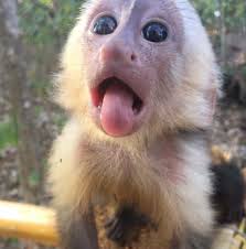 Capuchin monkeyboo takes a hot relaxing bath! Rescued Baby Capuchin Discovers His New Favorite Pastime Sticking Out His Tongue Aww