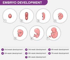 embryo development a development process of fetus week