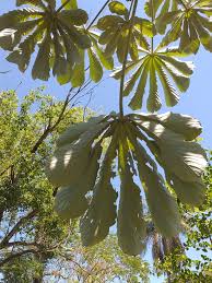 Image result for Cecropia pachystachya