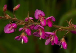 Image result for Pseudarthria