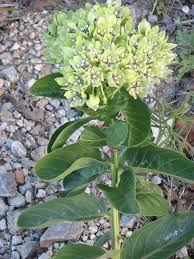 Asclepias Viridis Green Milkweed 26455 Plants Pollinator Plants Asclepias