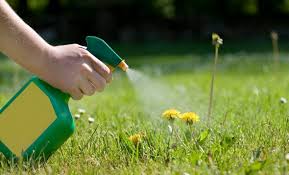 Weed Whacking Herbicide Proves Deadly To Human Cells Scientific American