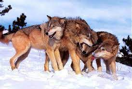 Wolves Of The World Steppe Wolf Canis Lupus Campestris Wolf Dog Canis Lupus Wolf