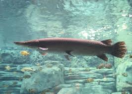 This species belongs to the oldest group of fishes estimated to be 200 million yers old. Largest Freshwater Fish To Catch Fishsurfing