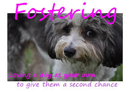Click here to view animals for adoption at 2nd chances rescue. ♥ rescue me! Florida Little Dog Rescue Group Foster A Dog