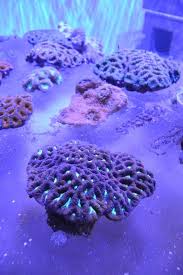 Military Machines Become Coral Reefs In Glenn Kaino S Tank The Creators Project Coral Reef Coral Emerging Artists