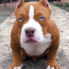 Puppyproblems Dog Dogstagram Puppyeyes Puppyofday Puppylover Puppylovers Doggy Dogsofinst Pitbull Dog Breed Pitbull Puppies Bully Breeds Dogs