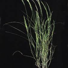 Image result for Aristida adoensis